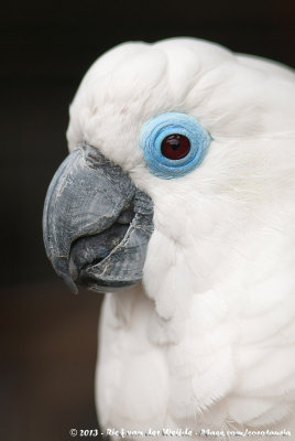 Blue-Eyed Cockatoo  (Blauwoogkaketoe)