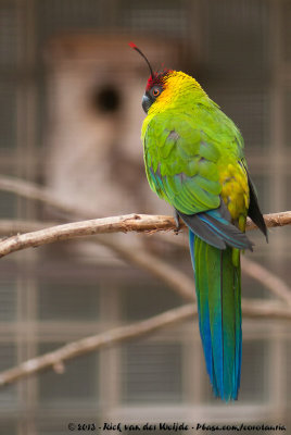 Horned Parakeet  (Hoornparkiet)