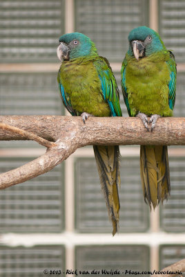 Blue-Headed Macaw  (Blauwkopara)