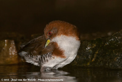 Red-And-White Crake  (Roodbonte Dwergral)