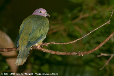 Pink-Headed Fruit-Dove  (Roodhalsjufferduif)