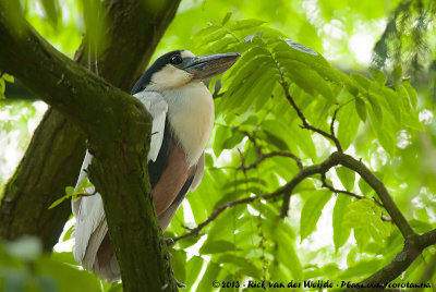 Herons and Bitterns  (Reigers)