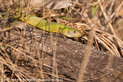 Western Green Lizard<br><i>Lacerta bilineata bilineata</i>