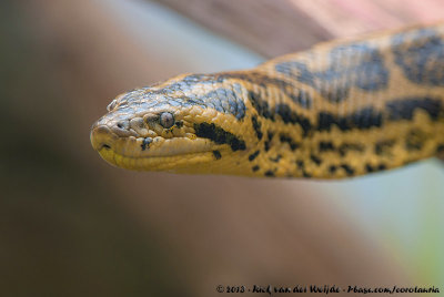 Yellow AnacondaEunectes notaeus