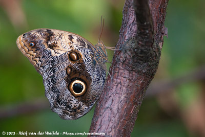 Owl Butterfly  (Uilvlinder)