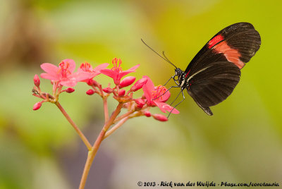 Red Postman  (Geelbandpassiebloemvlinder)