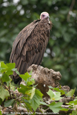 Hooded VultureNecrosyrtes monachus