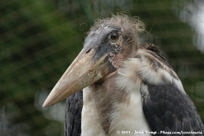 Marabou StorkLeptoptilos crumenifer