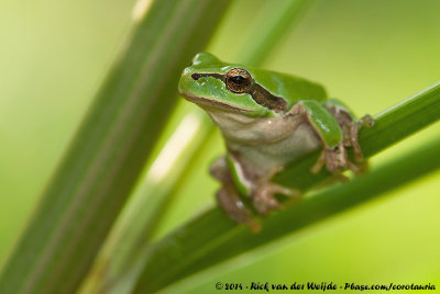 Mediterranean Tree Frog  (Mediterrane Boomkikker)