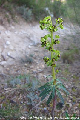 Mediterranean SpurgeEuphorbia characias wulfenii