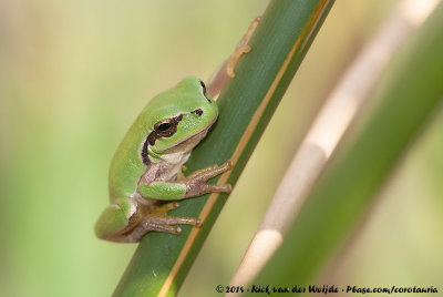 Mediterranean Tree Frog<br><i>Hyla meridionalis</i>