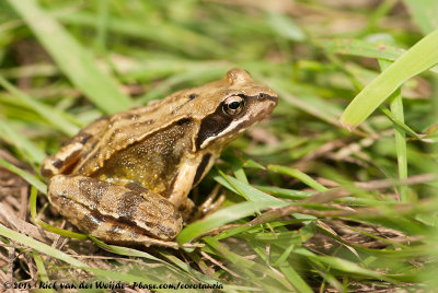 Common FrogRana temporaria temporaria