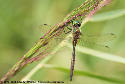 Emerald Dragonflies  (Glanslibellen)