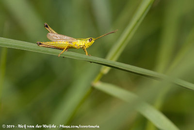 Large Gold GrasshopperChrysochraon dispar dispar