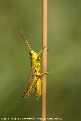 Large Gold GrasshopperChrysochraon dispar dispar