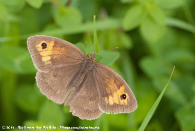 Meadow BrownManiola jurtina jurtina