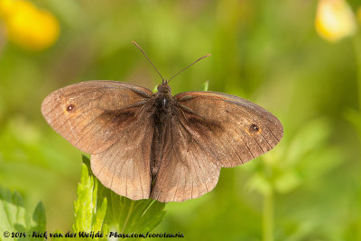 Meadow BrownManiola jurtina jurtina