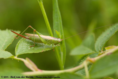 Long-Winged ConeheadConocephalus fuscus