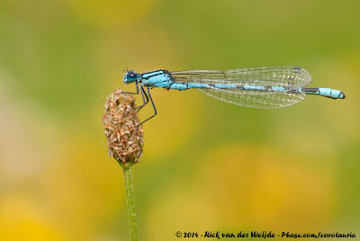 Common Blue DamselflyEnallagma cyathigerum cyathigerum