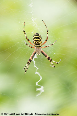 Wasp SpiderArgiope bruennichi bruennichi