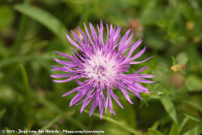 Brown KnapweedCentaurea jacea ssp.