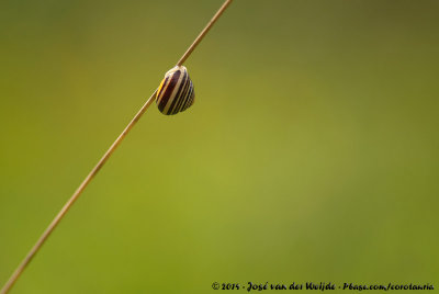 White-Lipped SnailCepaea hortensis