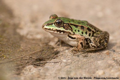 Edible FrogPelophylax kl. esculentus