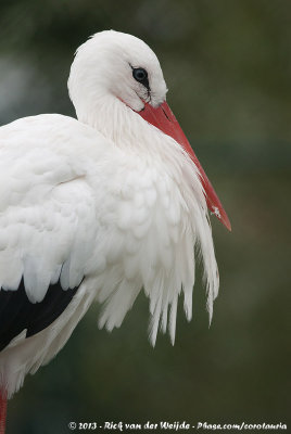 White StorkCiconia ciconia ciconia