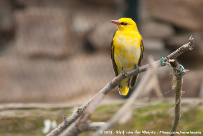 Eurasian Golden OrioleOriolus oriolus