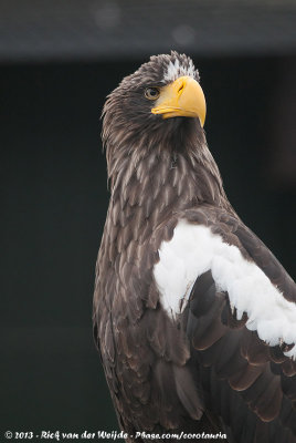 Steller's Sea-EagleHaliaeetus pelagicus