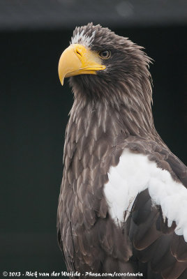 Steller's Sea-EagleHaliaeetus pelagicus