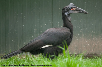 Abyssinian Ground HornbillBucorvus abyssinicus