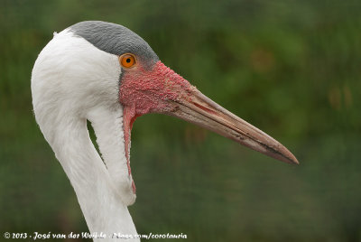 Wattled CraneBugeranus carunculatus