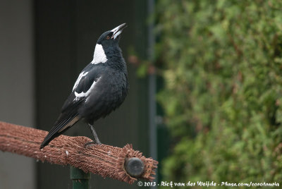 Australian Magpie  (Zwartrugfluitvogel)