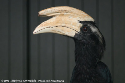 Zwarte Neushoornvogel / Black Hornbill