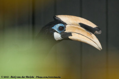 Palawan Hornbill  (Palawanneushoornvogel)