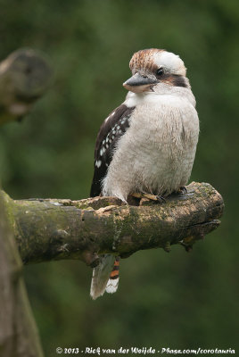 Laughing KookaburraDacelo novaeguineae ssp.