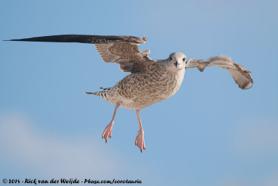 Lesser Black-Backed GullLarus fuscus graellsii