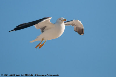 Lesser Black-Backed GullLarus fuscus graellsii