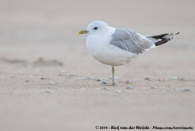 Common GullLarus canus canus