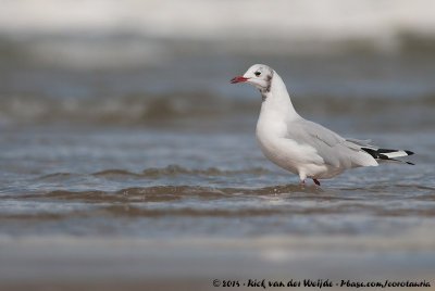 Black-Headed GullChroicocephalus ridibundus