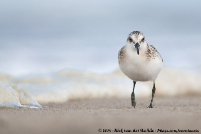 SanderlingCalidris alba alba