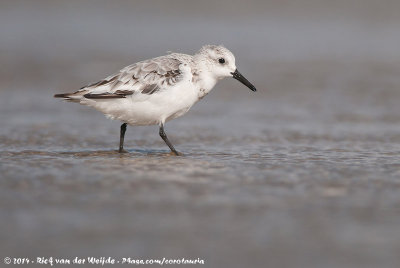 SanderlingCalidris alba alba