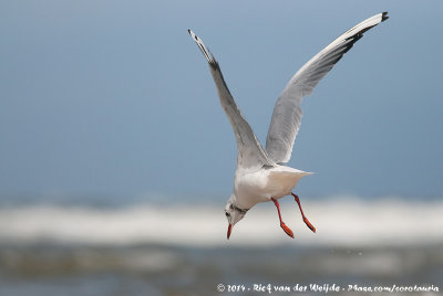 Black-Headed GullChroicocephalus ridibundus