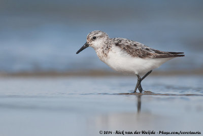 SanderlingCalidris alba alba