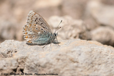 Chalkhill BluePolyommatus coridon coridon