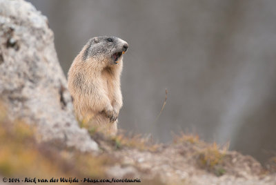 Alpine MarmotMarmota marmota marmota