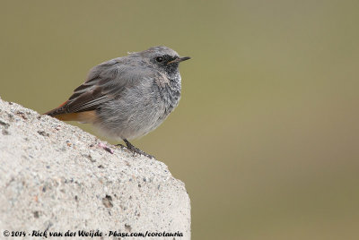 Black Redstart<br><i>Phoenicurus ochruros gibraltariensis</i>