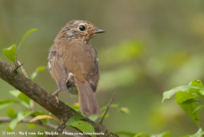 European RobinErithacus rubecula rubecula