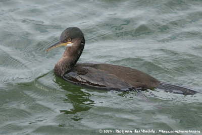 European ShagGulosus aristotelis aristotelis